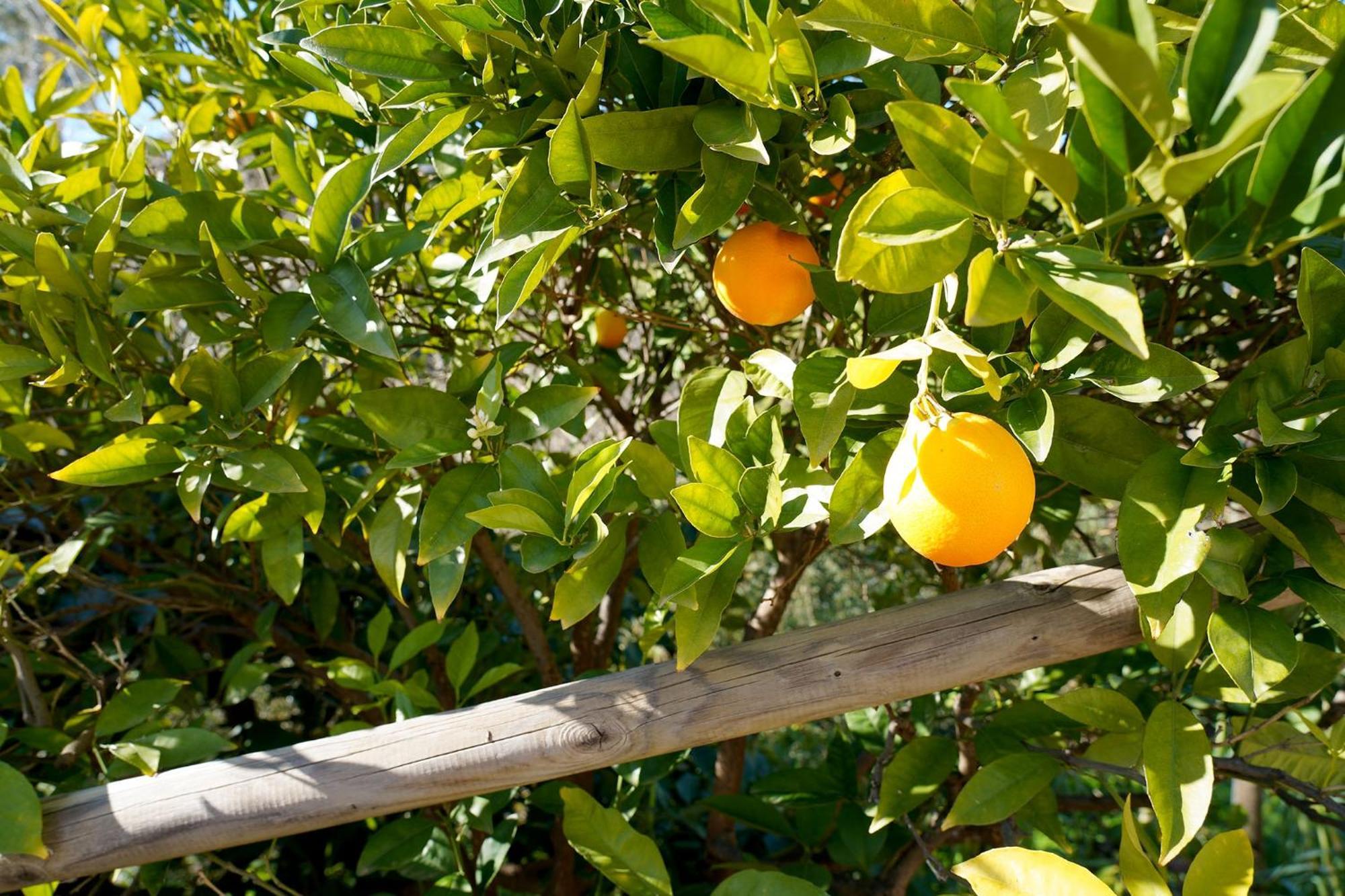 Cortijo Lagar De Luisa Borge